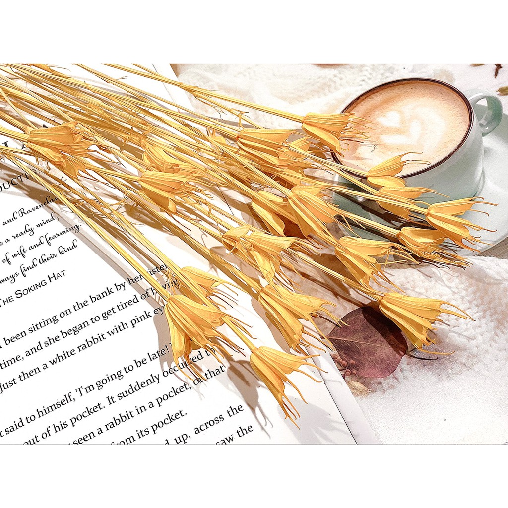 夏 花charice Flora 乾燥花 乾燥花材 手作素材 乾燥花素材 不凋花 永生花 木百合 八角花 蝦皮購物