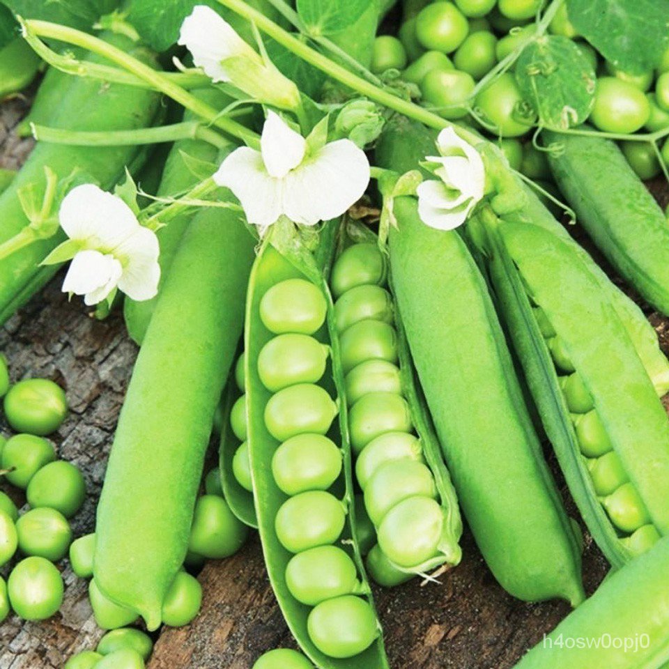 菜農之家 大莢荷蘭豆種子高產甜豌豆青豌豆種籽軟莢菜豌豆苗春秋冬蔬菜種子 原廠拆散裝出貨 可教種植 盜圖必究 蝦皮購物