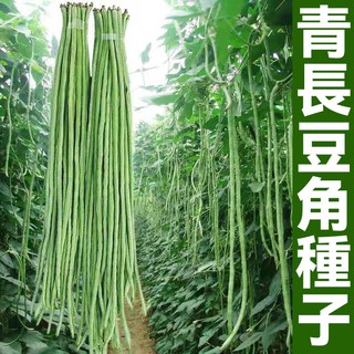 青條四季豆種子 白條豆角種子 無架豆角種子 長豆角種子 豇豆種子 四季豆種子 子豆種籽 秋播豆角種子 蔬菜種子