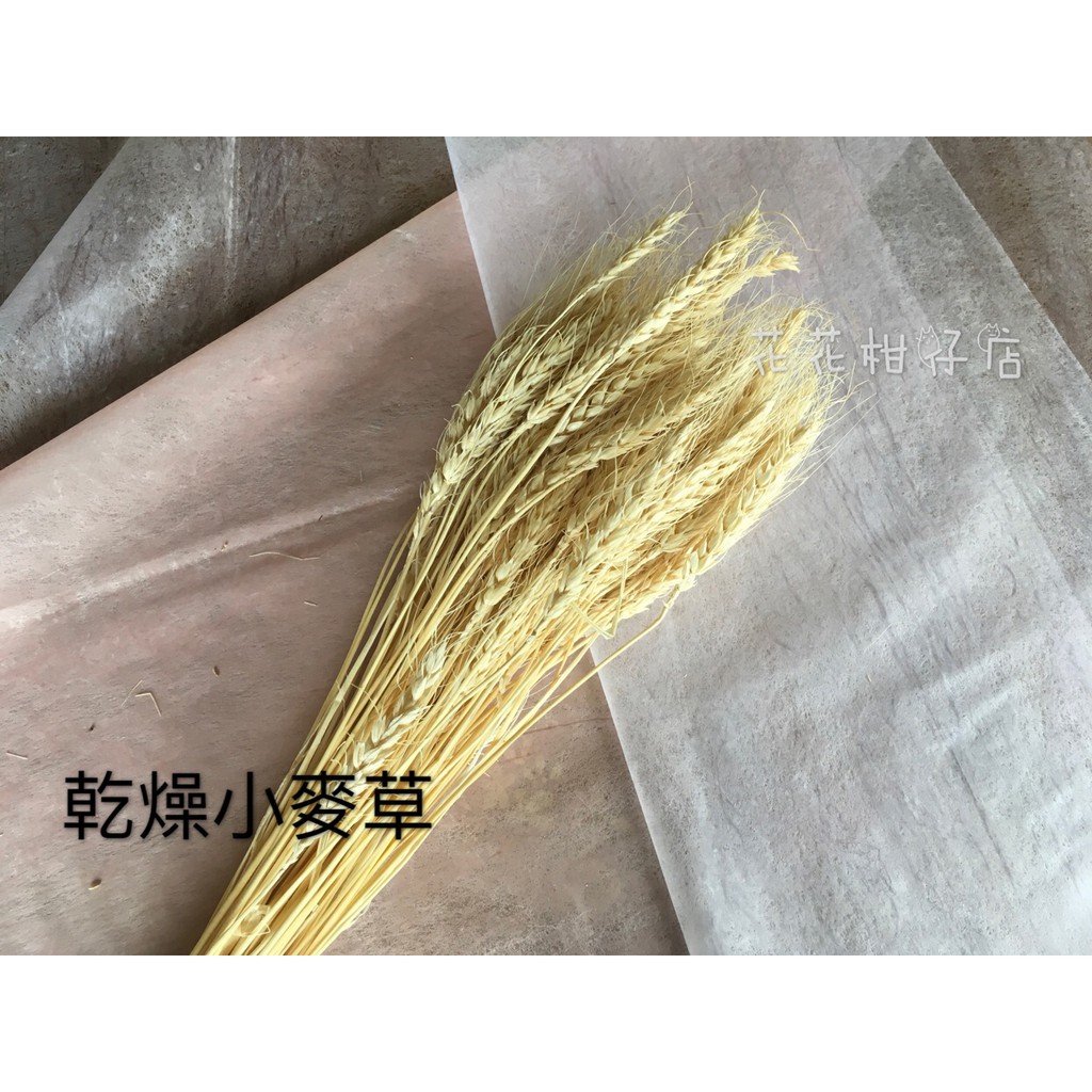 花花柑仔店『進口乾燥小麥草』麥穗 稻穗 乾燥花 不凋花 永生花材 花束 捧花 盆花