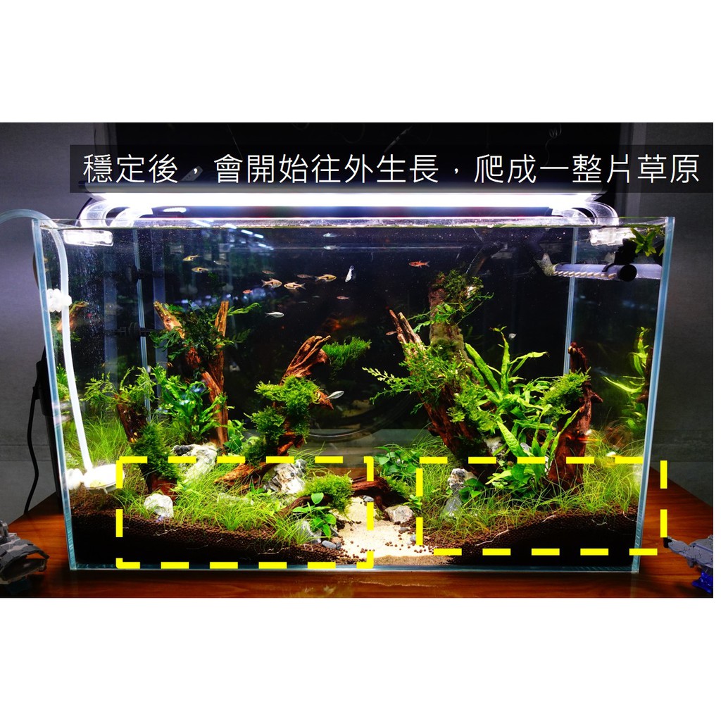 塔魚 牛毛氈可少量買新手水草草皮前景草不需co2 蝦皮購物