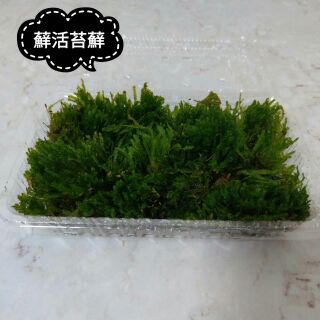 苔苔樂植作坊 線上商店 蝦皮購物