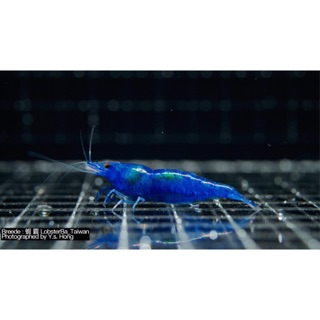 [蝦霸]藍蝦系列✨夢幻藍絲絨蝦 海藍蝦 皇家藍 米蝦 觀賞蝦 飼料