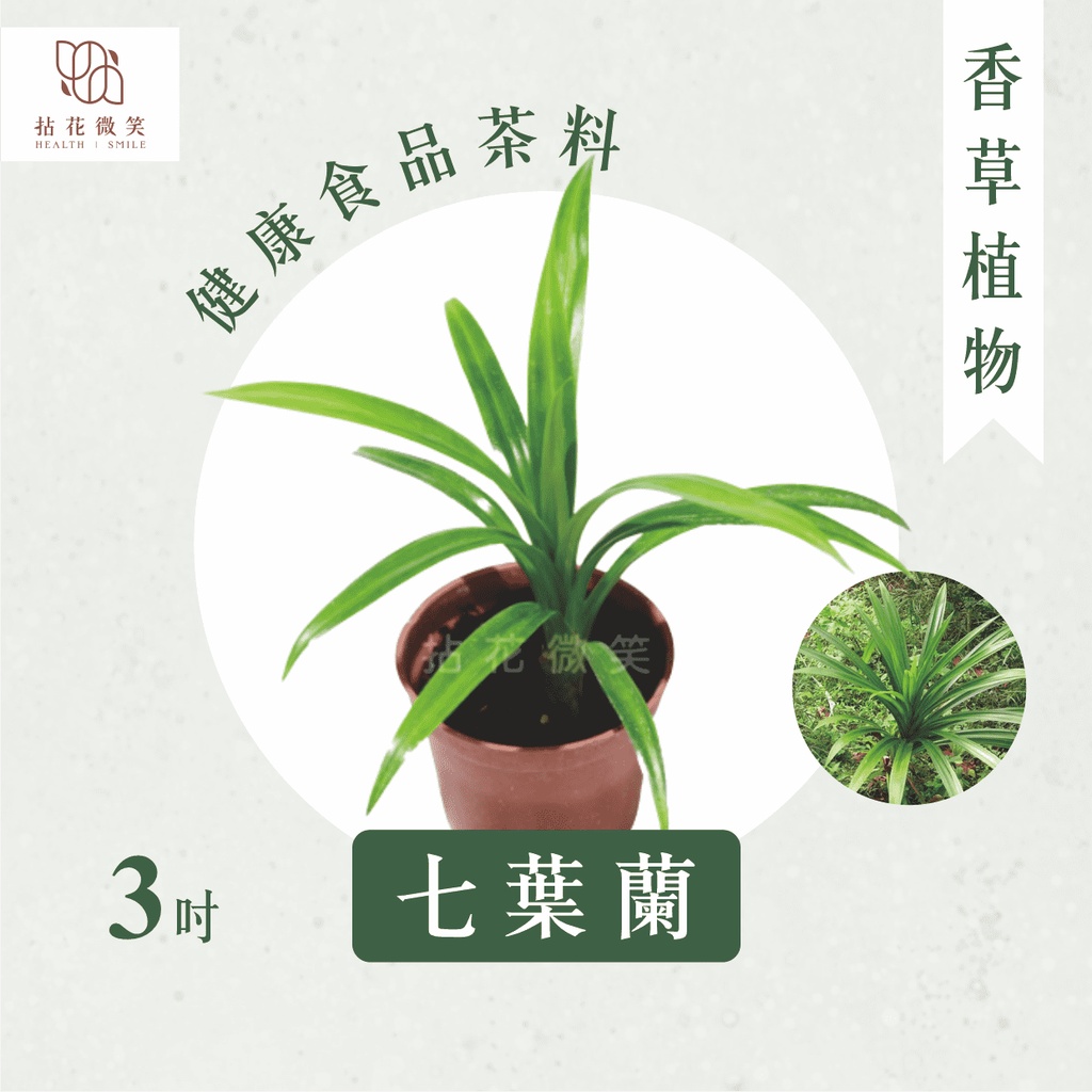 【拈花微笑】七葉蘭｜香蘭葉｜3吋｜香草植物｜食用植物｜調味料｜泡茶飲用｜沙拉｜甜點｜藥用｜精油｜觀賞
