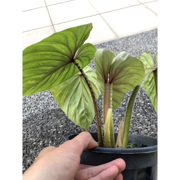 圓葉普洛蔓綠絨Philodendron plowmanii （斑葉植物、雨林植物、觀葉植物、觀音蓮、火鶴、龜背芋、水芋）