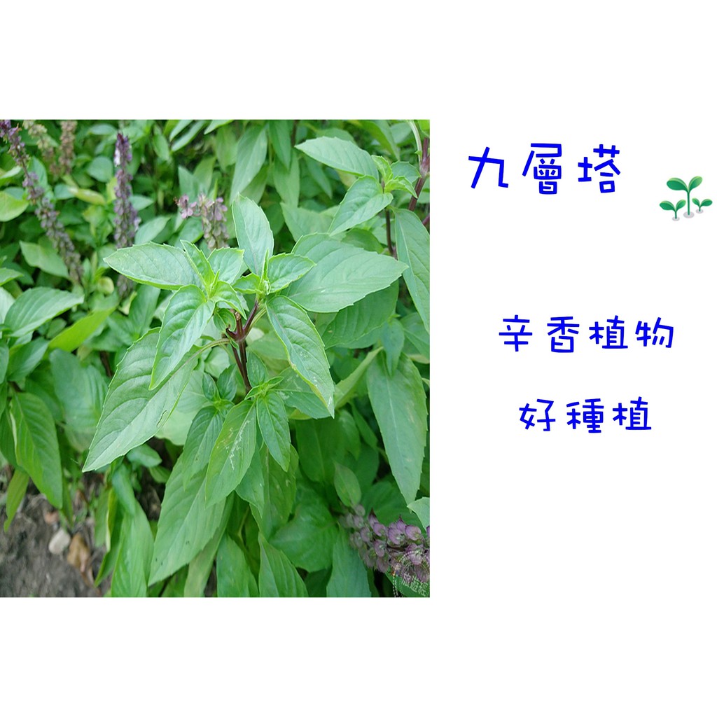 九層塔 蘿勒 香草類植物 種苗