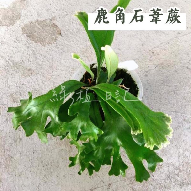 | 綠植日記 | 鹿角石葦蕨/觀葉植物/2.5吋