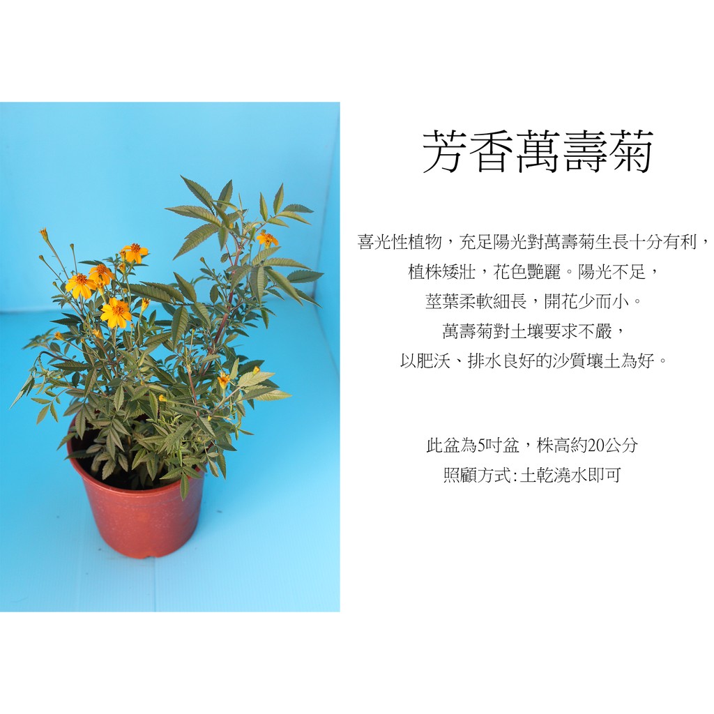 心栽花坊-芳香萬壽菊/5吋/香料香草植物/售價150特價120