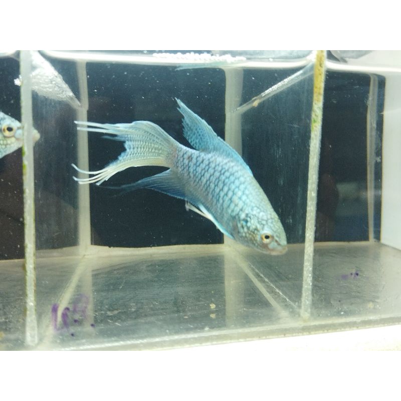 ［苔之坊］公84蛇血藍公。活餌/飼料。       蓋斑鬥魚飼料。蓋斑鬥魚