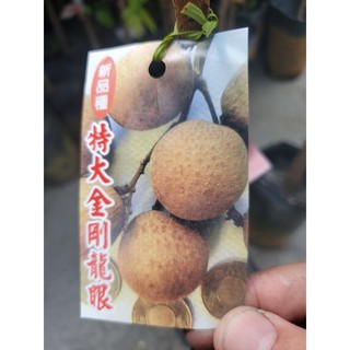 李家果苗 特大金剛龍眼 5吋盆 靠接苗 龍眼 高度70-80公分 單價300元 特價280元 宅配最多寄8顆