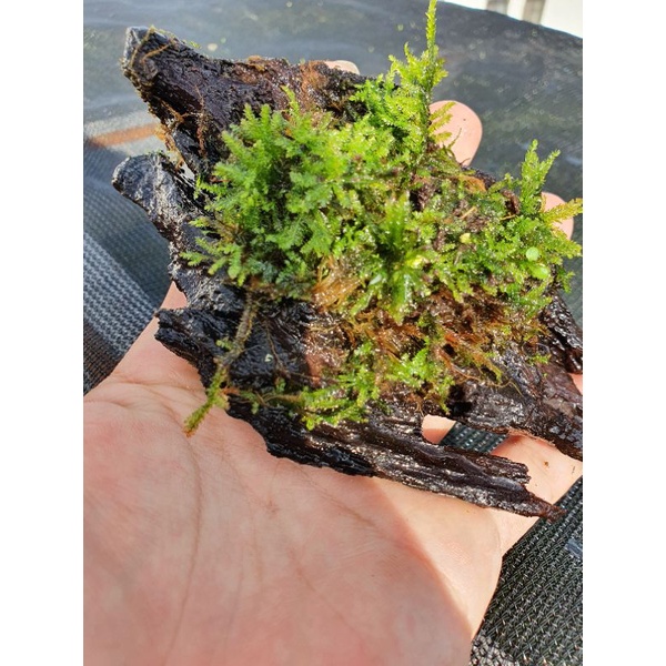 草居水族園藝 天然苔蘚 片裝出售 可以包苔球 微景觀 水陸缸造景 蝦皮購物