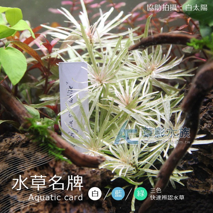 Ac草影 水草名牌100入 白 綠 藍 三選一色 100入 蝦皮購物