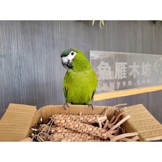 鸚鵡玩具 | TP202.皮繩編織/鸚鵡玩具/鸚鵡啃咬串-魚雁木坊鸚鵡啃咬玩具