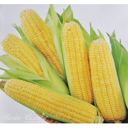 【全館590免運】超甜玉米(華珍) 種子 -10克/包(約70粒) 玉米種子 蔬果種子  種子 童話園藝