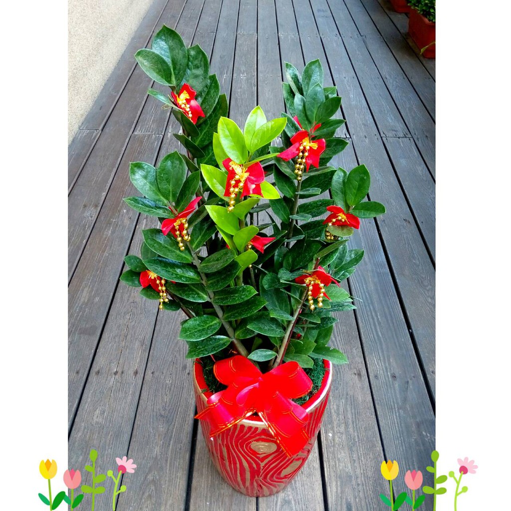 歐式綠坊花苑 Gtp165 發財金錢樹開幕盆景 中壢華勛社區花店功學社區花店中壢內壢花店內定花店園藝店