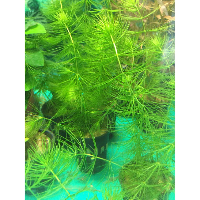 樂魚寶 金魚藻 水中葉 無需co2 陰性草造景真水草 盆 蝦皮購物