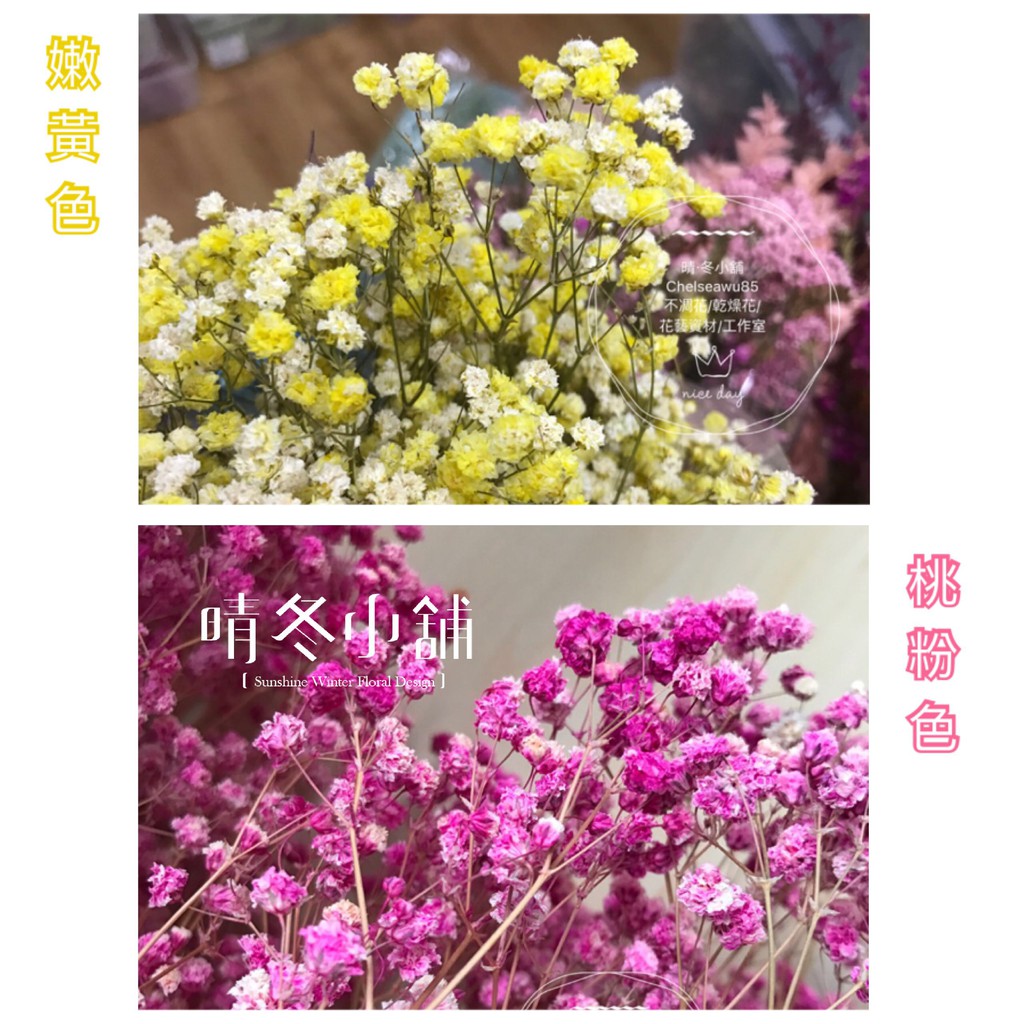 晴冬小舖 進口厄瓜多乾燥滿天星超齊全 全11色 乾燥花材乾燥花束不凋花手作鄉村風乾燥花畢業花束