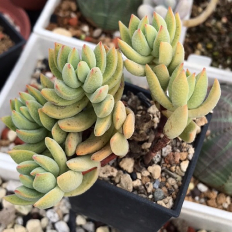 原種火星兔 多肉植物 蝦皮購物