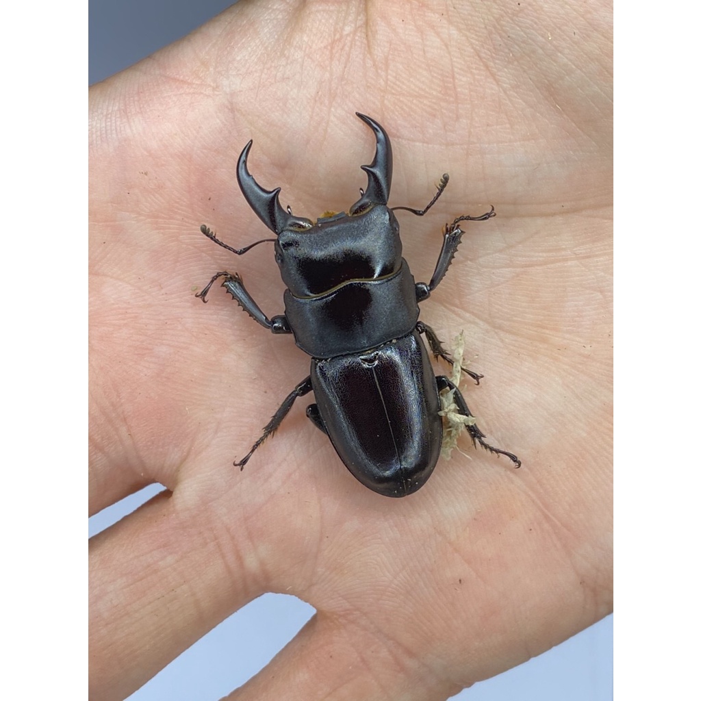 【蟲の家】深山扁鍬形蟲  成蟲對蟲模型 獨角仙鍬形蟲大兜蟲