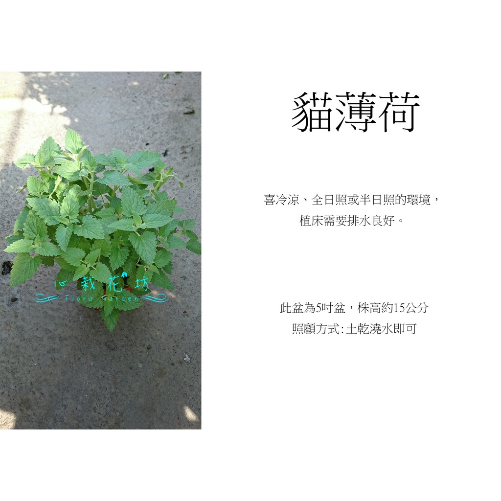心栽花坊-貓薄荷/5吋盆/香料香草藥用食用植物/售價150特價120