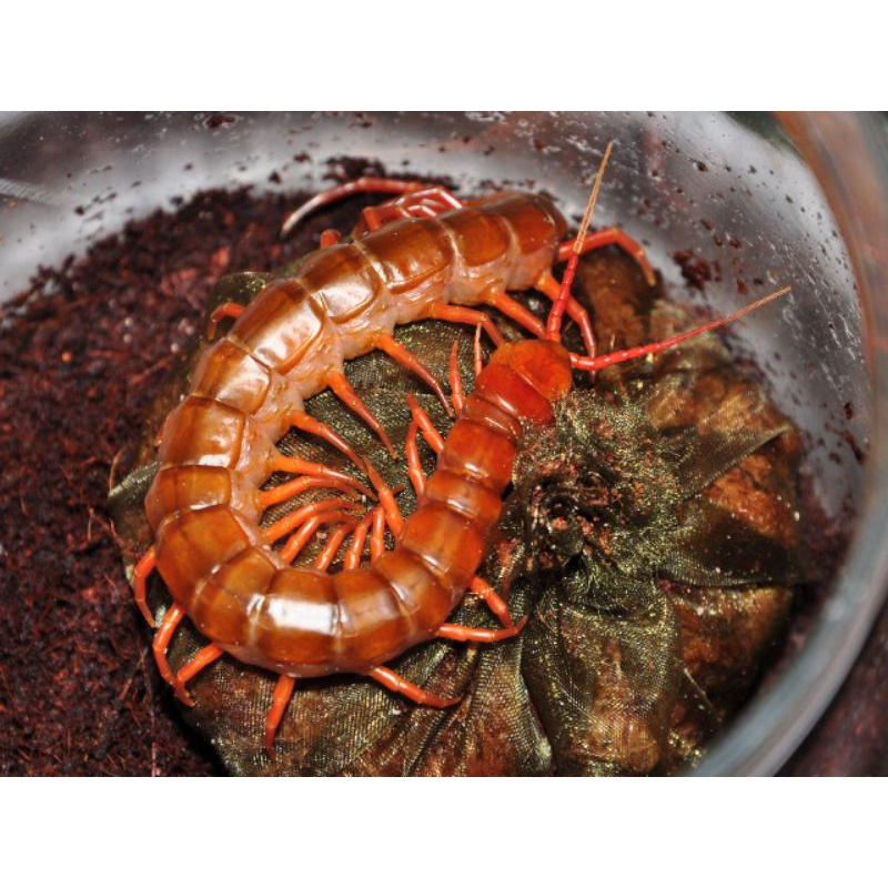 泰國紅龍蜈蚣成體19公分海報