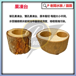 P老闆水族~果凍臺 果凍臺 甲蟲水苔 單孔果凍臺 雙孔果凍臺 果凍臺 樹液果凍 甲蟲果凍