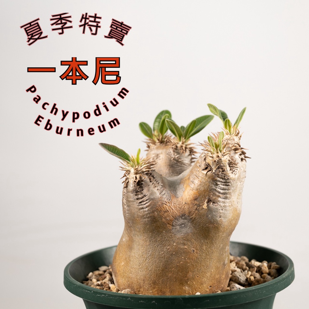 一本尼 棒槌 夾竹桃 塊根植物 棒槌植物 原生 塊根