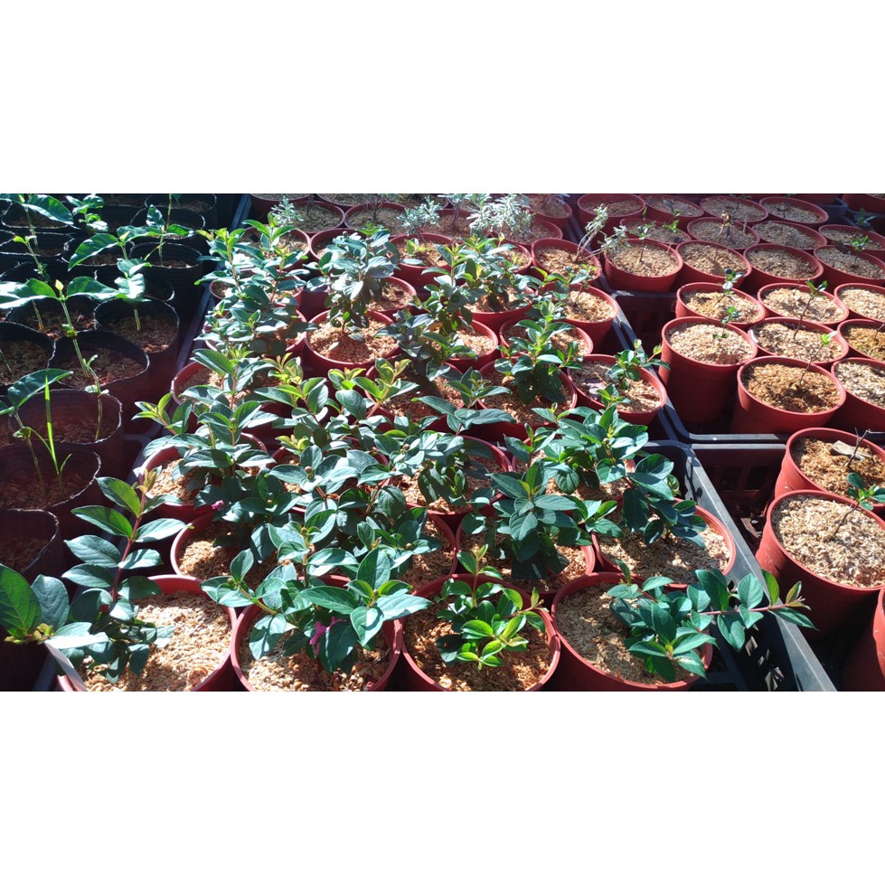 姬百日紅3 5吋盆 蝦皮購物