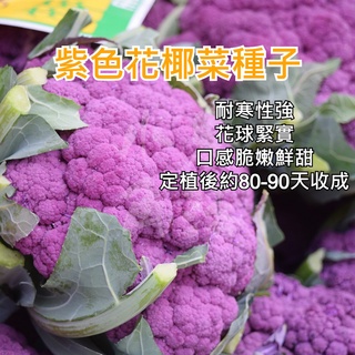 羅馬花椰菜種子 寶塔花椰 Romanesco Broccoli 蝦皮購物