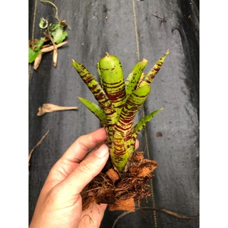 漫活雨林 Neoregelia Alley Cat 巷貓 /五彩積水鳳梨/積水鳳梨/觀賞/園藝
