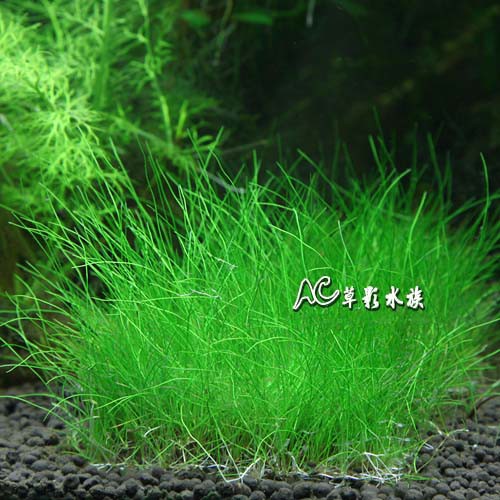 Ac草影 牛毛氈片裝 8x8cm 一片 前景草不用co2 不須二氧化碳陽性草楊性水草 蝦皮購物