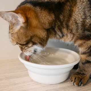 日本製 瀨戶燒 Aukatz 多喝水碗 食碗 寵物碗 貓碗 魔法神器 #5