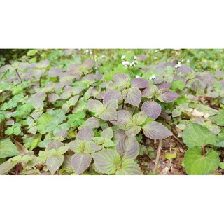 紫蘇苗的價格推薦 21年4月 比價撿便宜