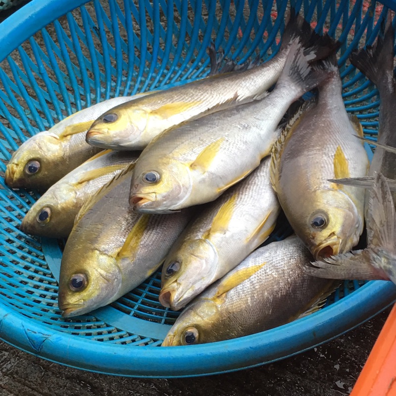 黃雞魚現撈新鮮魚貨👍