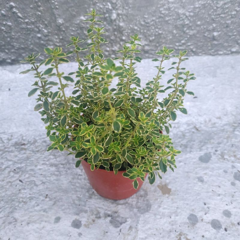 檸檬百里香盆栽百里香苗2 5吋盆 5吋盆 蝦皮購物