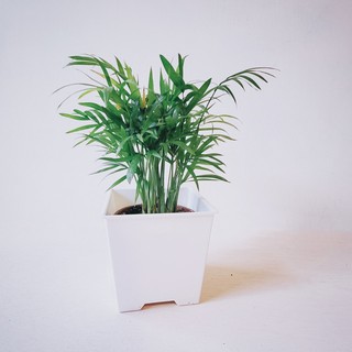 盆空間・袖珍椰子 室內觀賞植物綠化盆栽植栽 水泥盆 3吋-4.5吋盆/比利時環保盆