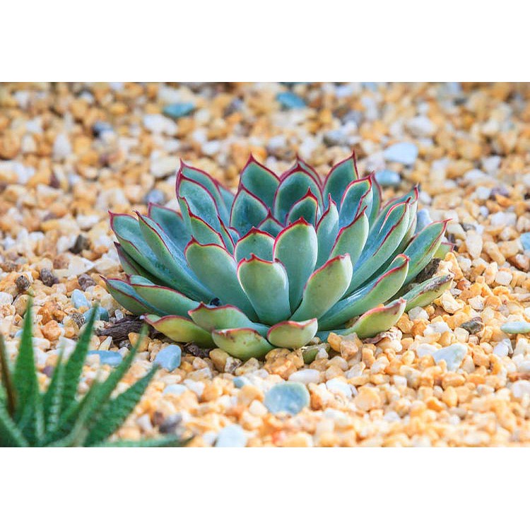 開心農元 種子 多肉植物種子花月夜echeveria Pulidonis 蝦皮購物