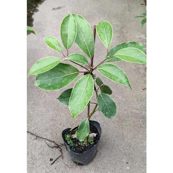 植物苗 優惠推薦 22年2月 蝦皮購物台灣
