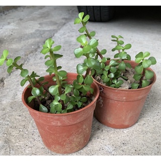 銀杏木第2頁 比價撿便宜 優惠與推薦 22年3月