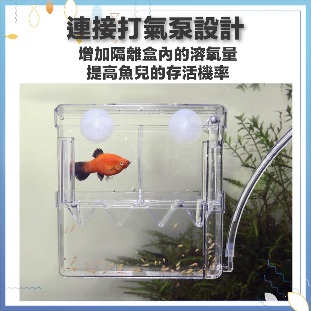 台灣出貨 氣動式隔離盒繁殖盒隔離箱孵化盒孵化箱自浮盒 蝦皮購物
