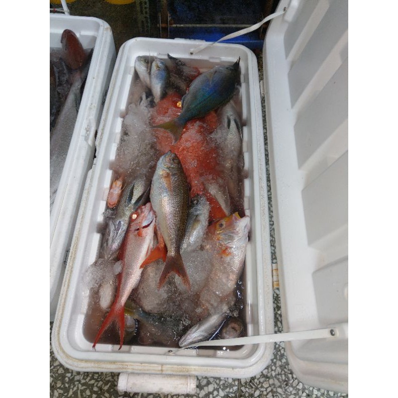 最新鮮的深海船釣漁貨，赤宗，馬頭，大目鰱，長尾鳥，紅甘