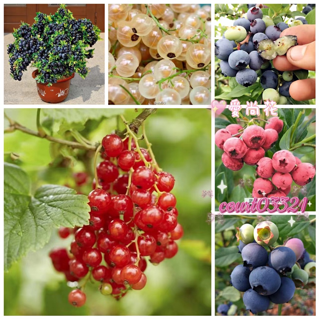 愛尚花 藍莓種子 熱銷藍莓種子水果種子樹莓種子四季種植盆栽地栽水果種子結果多快生長陽台花園種子又甜又 蝦皮購物
