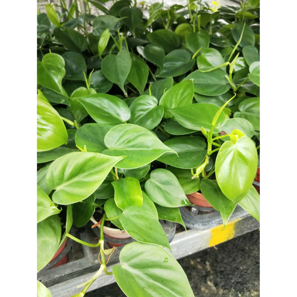 飯窪春菜 優惠推薦 21年7月 蝦皮購物台灣