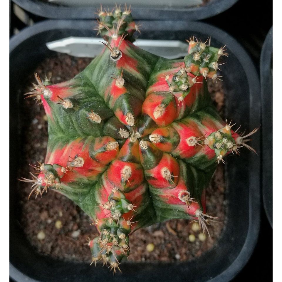 🌵Gymnocalycium屬 仙人掌｜龜甲緋牡丹｜T31115嫁接品