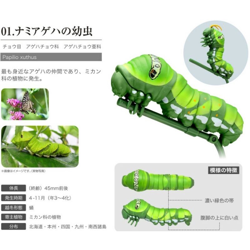 全蝦皮最便宜 Bandai 萬代毛毛蟲全套鳳蝶幼蟲環保扭蛋扭蛋轉蛋昆蟲甲蟲 蝦皮購物