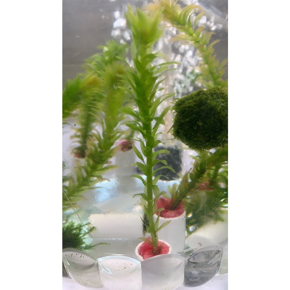 莫絲 陰性水草造景植物 蝦皮購物