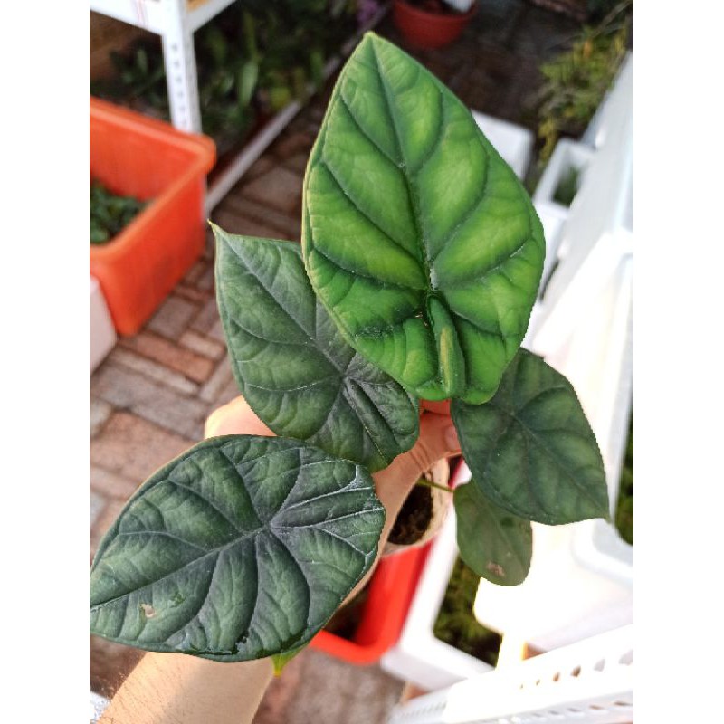 龍鱗 青龍觀音蓮會生側芽 觀葉 觀音蓮 多肉 雨林 植物 盆栽 花燭 火鶴 玫瑰 蝦皮購物