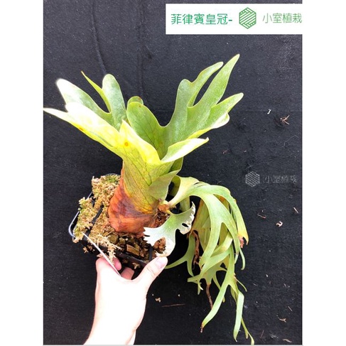 [小室植栽]菲律賓皇冠-穩-健康-(鹿角蕨、觀葉、蕨)-尺寸如圖