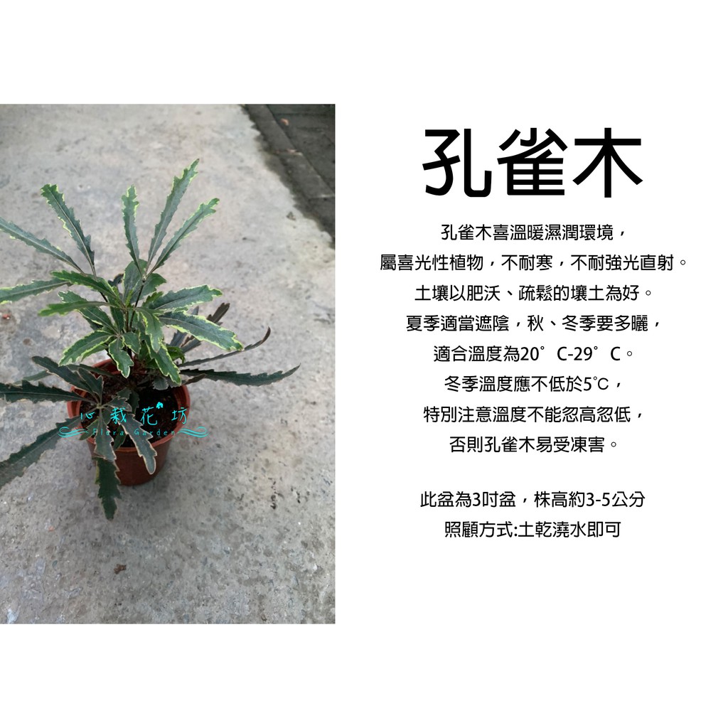 心栽花坊-孔雀木/3吋/觀葉植物/室內植物/綠化植物/售價60特價50