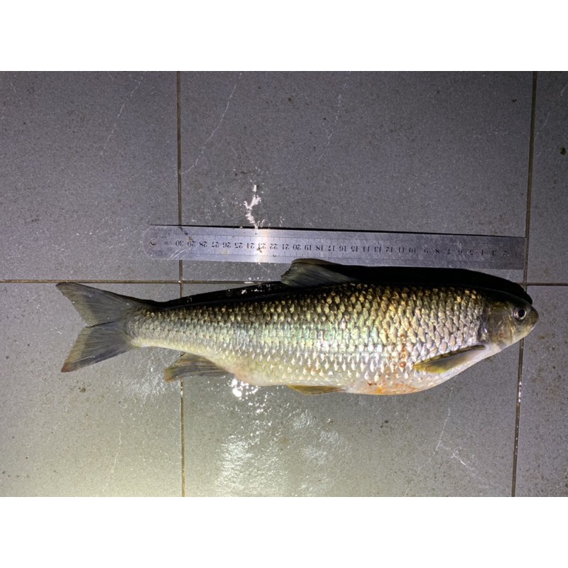 野生溪魚 香魚 苦花魚 石賓魚 大頭鰱 草魚 蝦皮購物